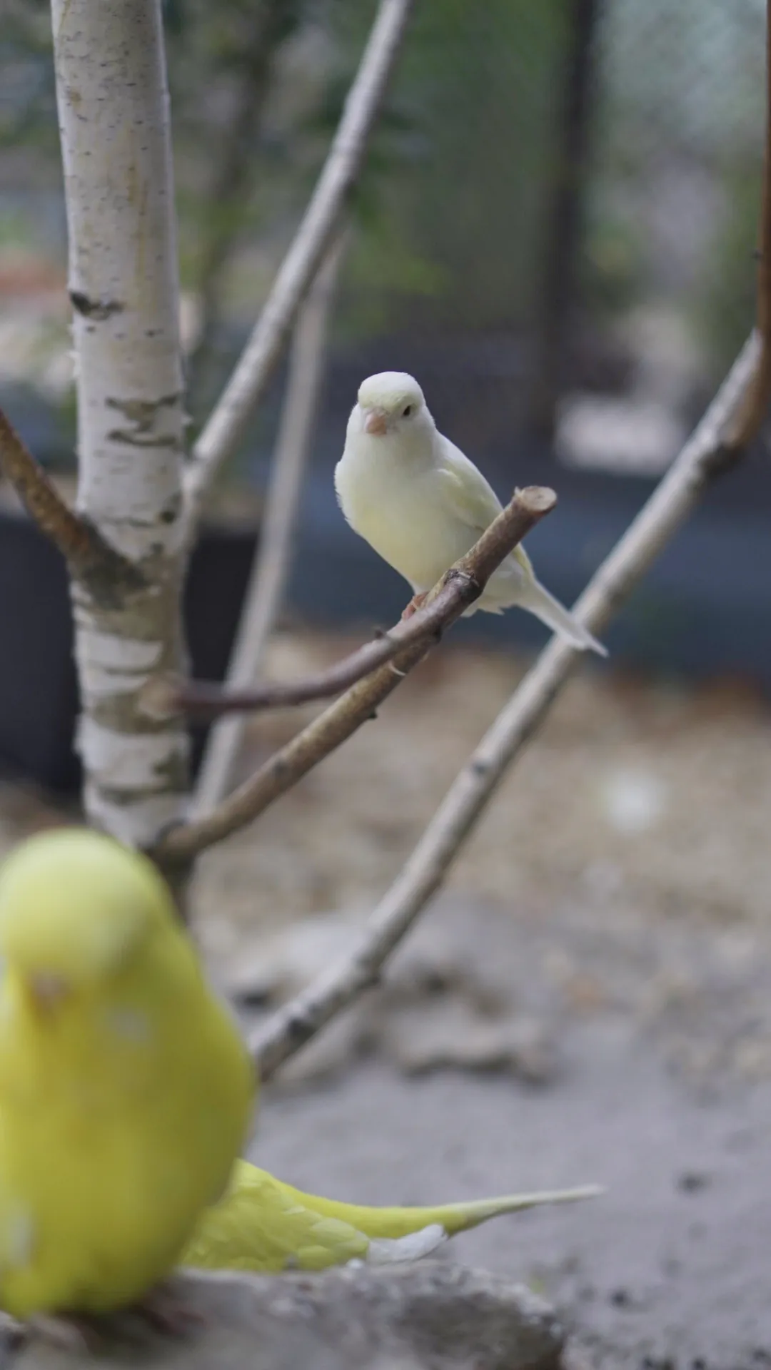 Kanarienvögel in der Voliere Schopfheim