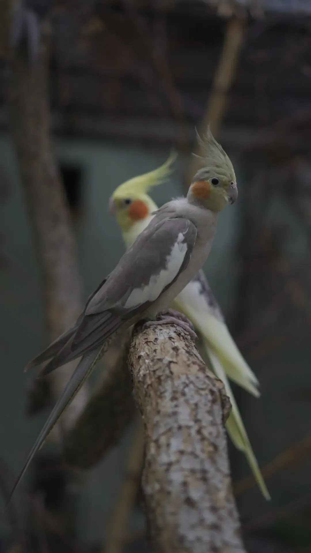 Foto von Hera (Nymphensittiche)