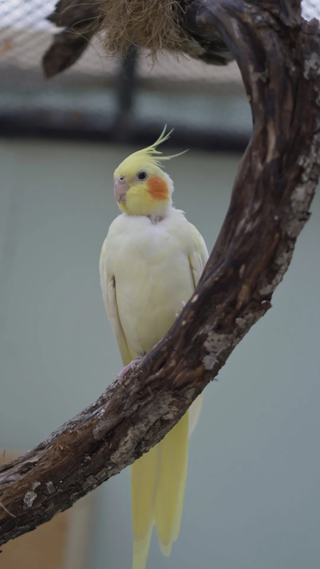 Foto von Kleopatra (Nymphensittiche)