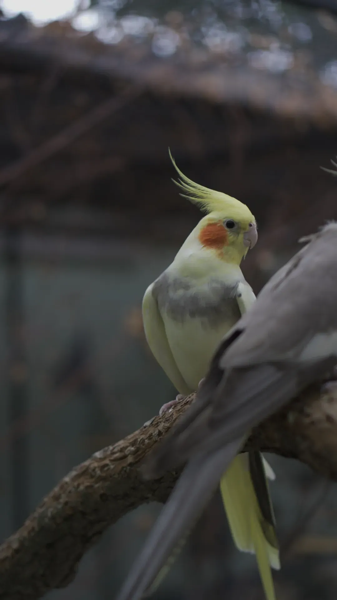 Foto von Zeus (Nymphensittiche)